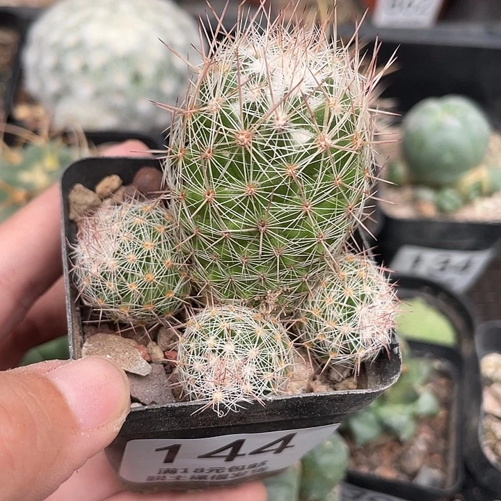 144紫霞仙人球植物