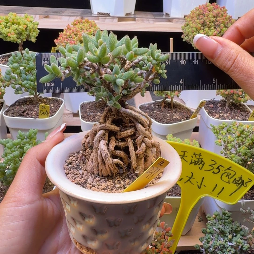 a271号玉米冠服8厘米左右带盆发