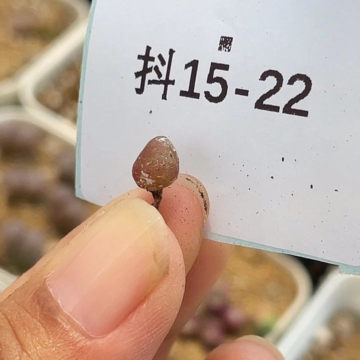 15-22小哈默灯泡肉锥