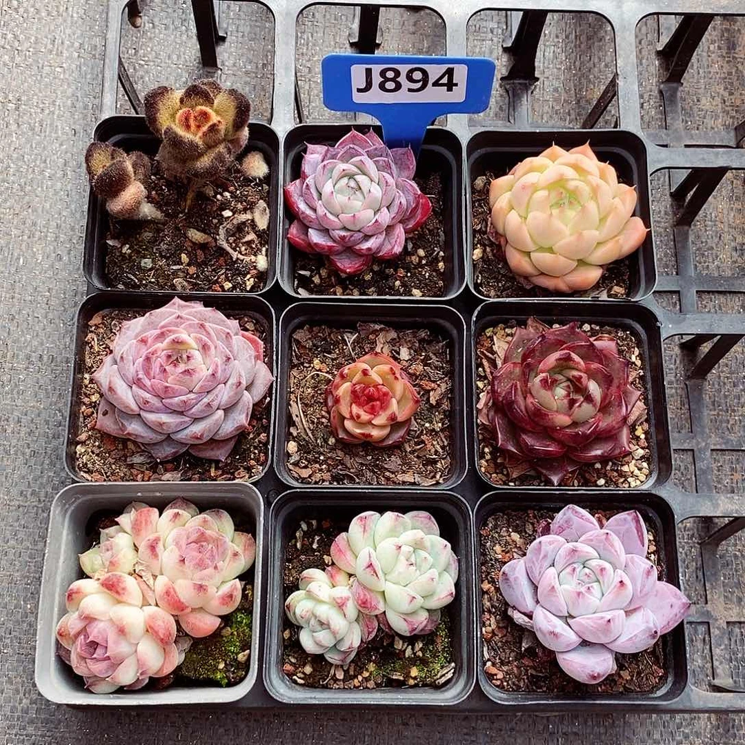 ?****～9颗3-7cm多肉植物