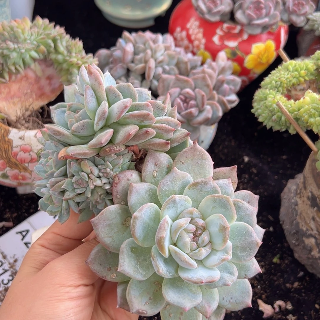 一半的价格 新年快乐