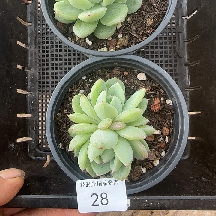 花时光精品多肉28