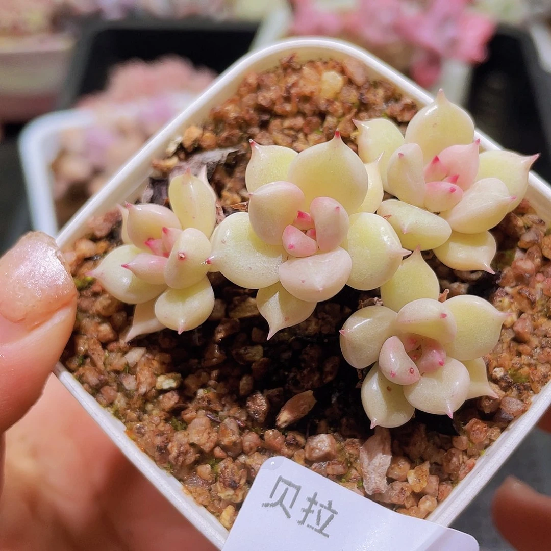 709 精品多肉一物一拍