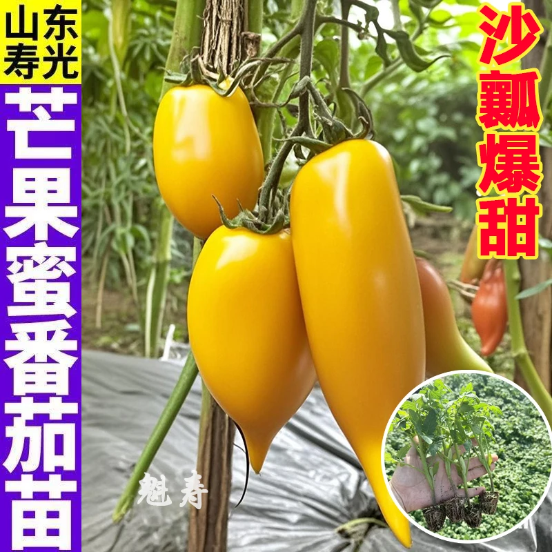 一级芒果蜜番茄苗秧带土寿光四季春秋盆栽西红柿种子香甜圣女果籽