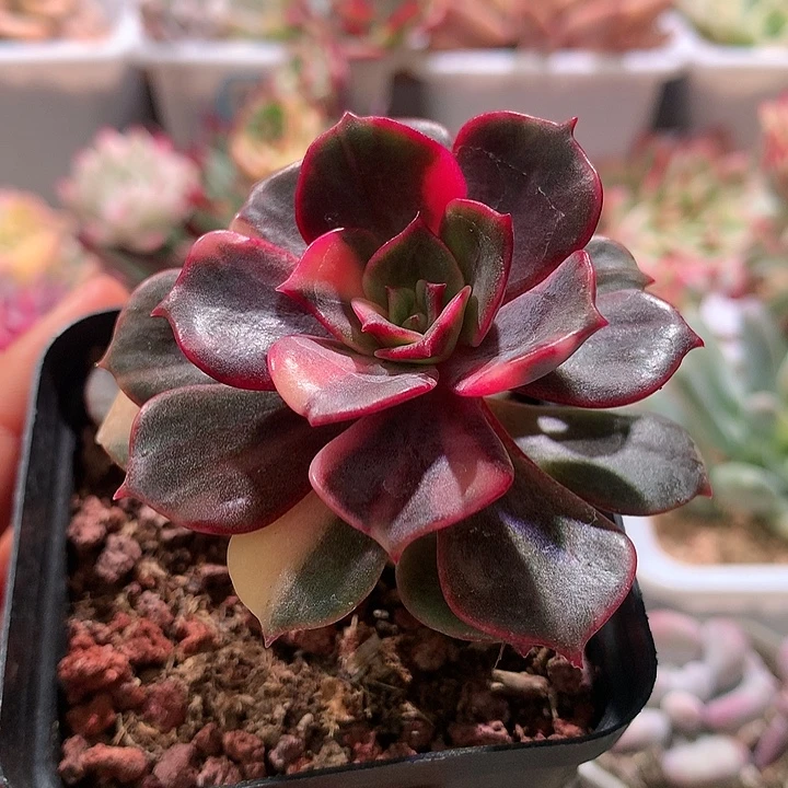 大红袍拉丝锦锦锦