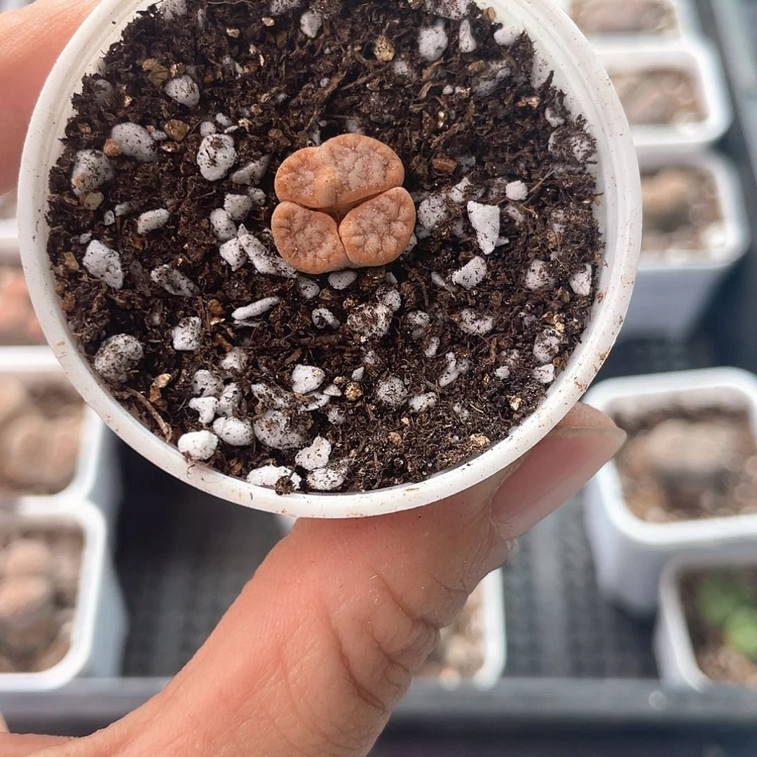 小*虎3587大棚清仓甩卖了