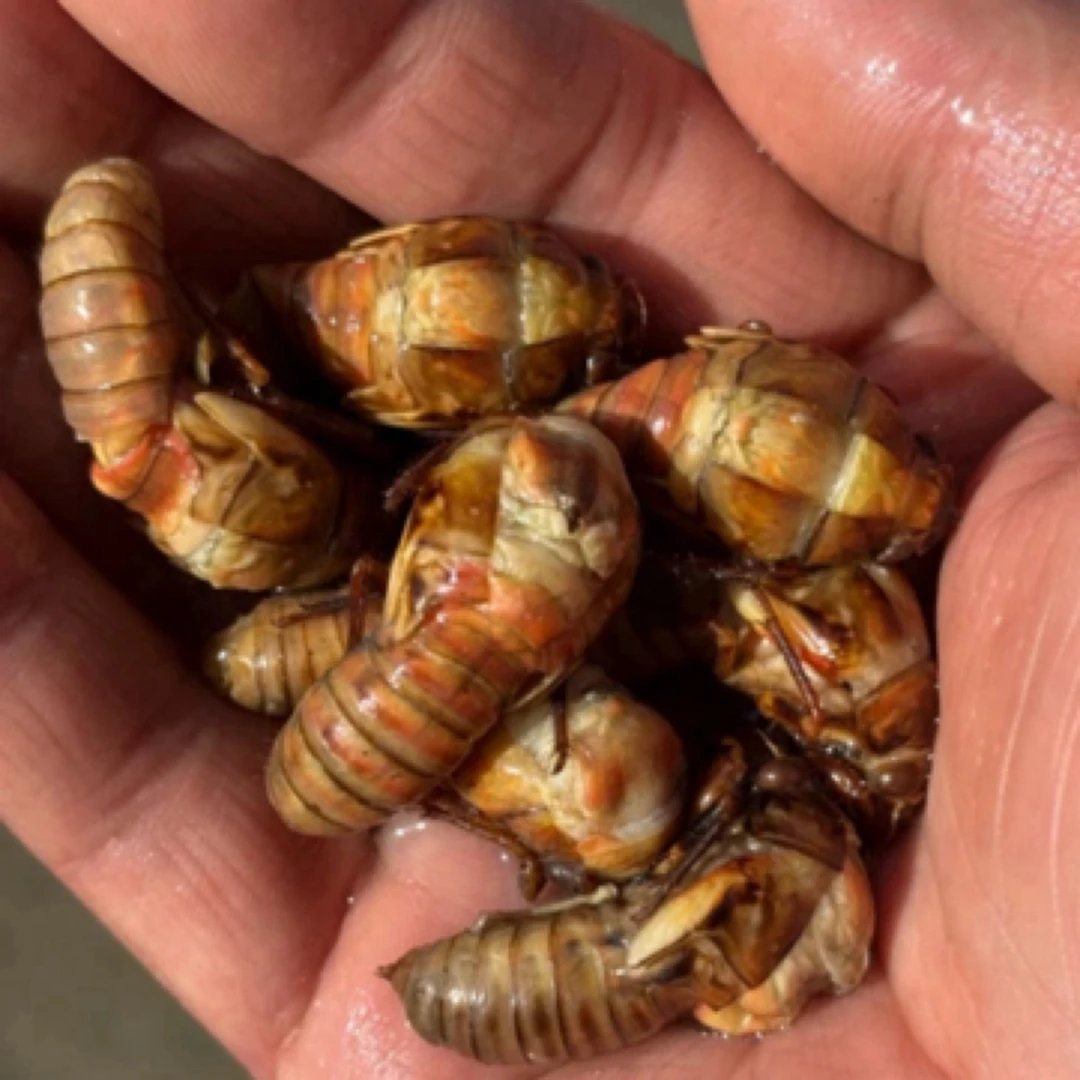 聚划算）顺丰包邮 2025新鲜野生大头金蝉 开背金蝉 1瓶50只