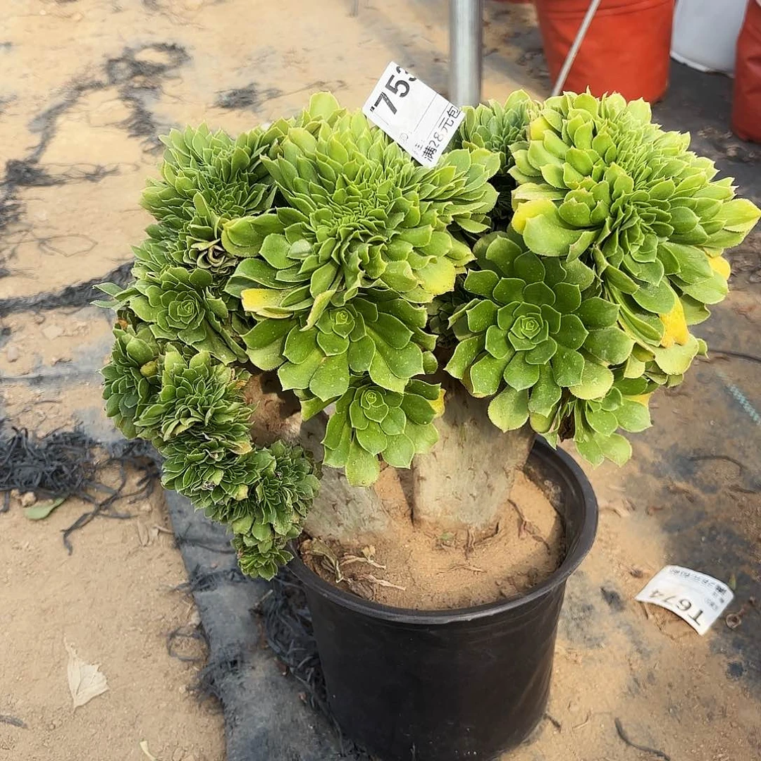 753绿杨蓉缀多肉植物