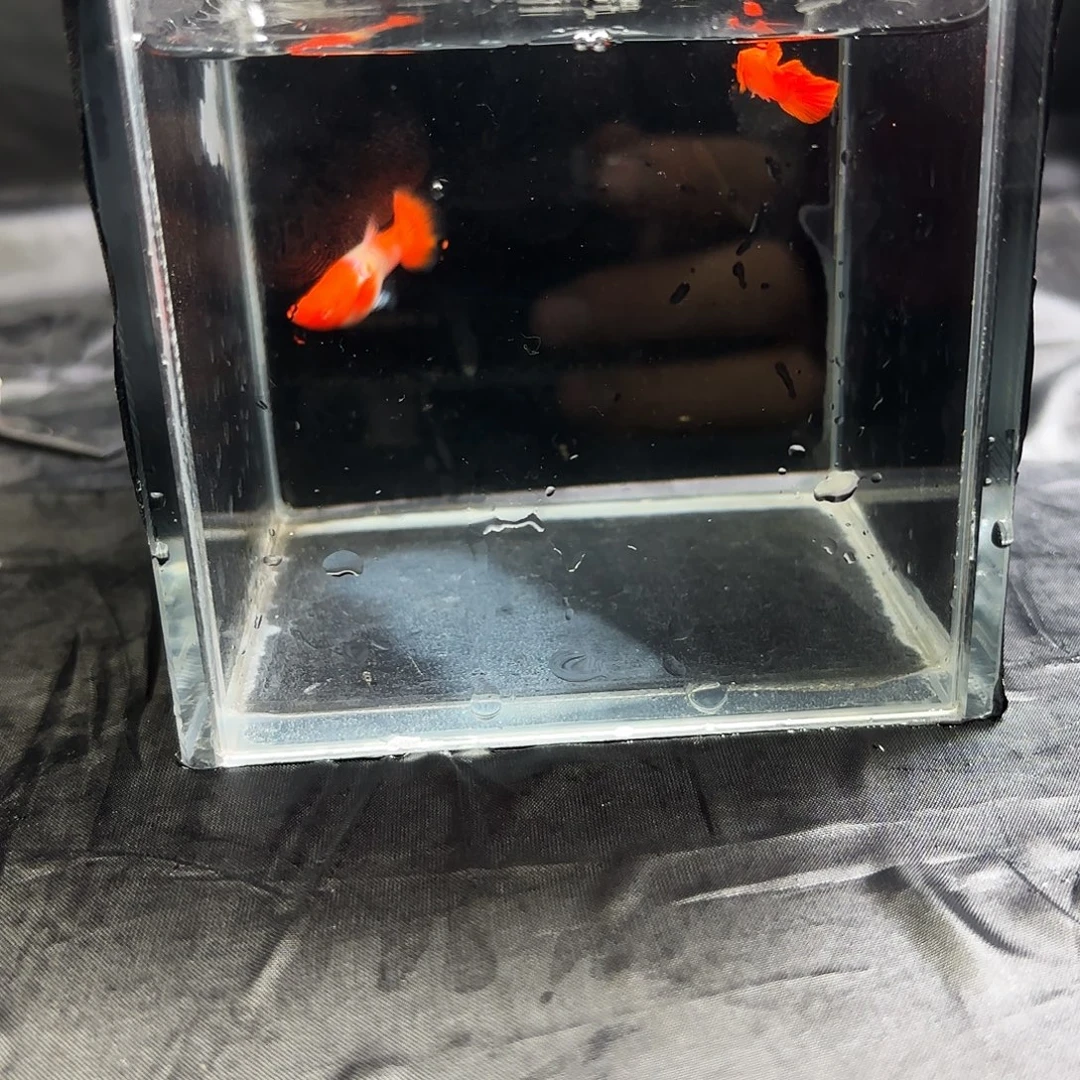 孔雀鱼鸿运当头双分水一对