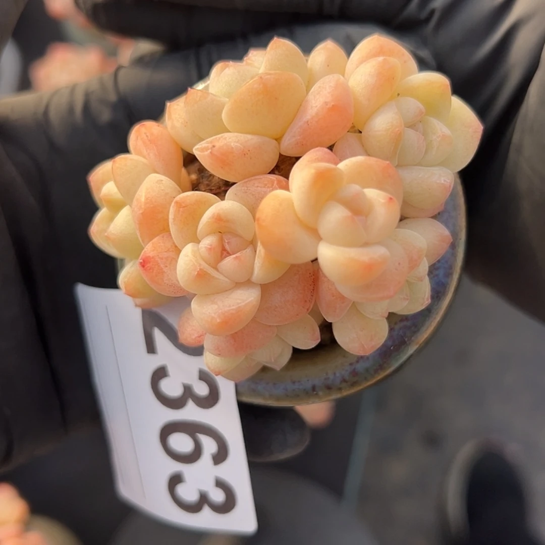 安****2363，七头冰玉带盆发的