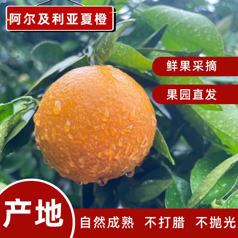 桂林夏橙新鲜现摘发