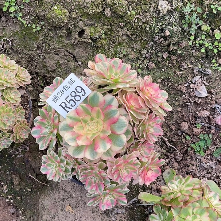 589倾城多肉植物