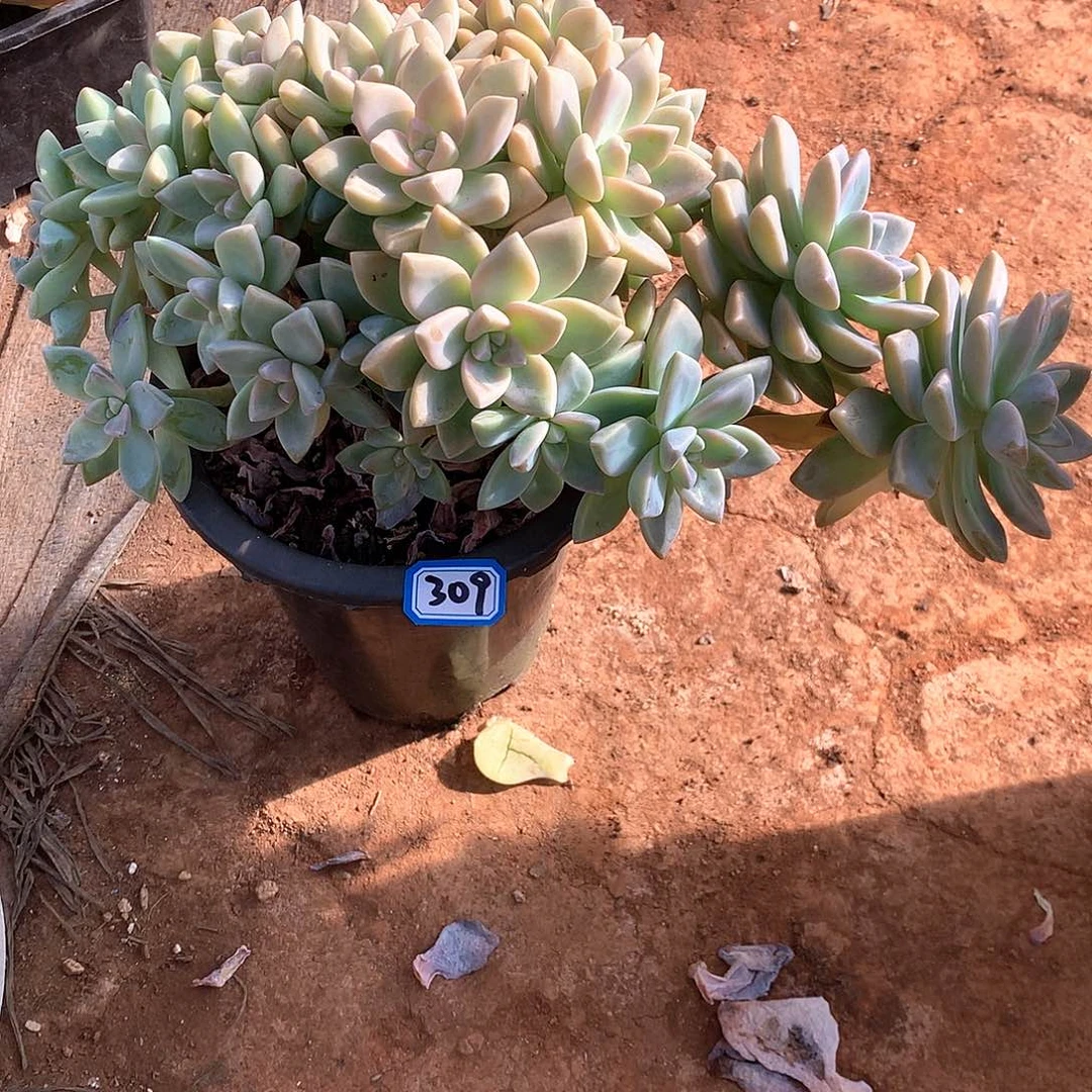 309淡雪缀 一物一拍多肉