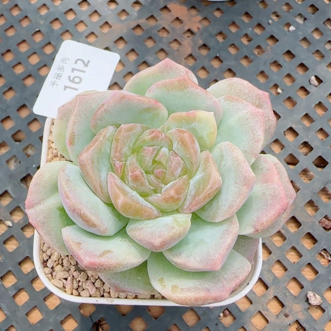 梦幻泡影石化，1612多肉植物