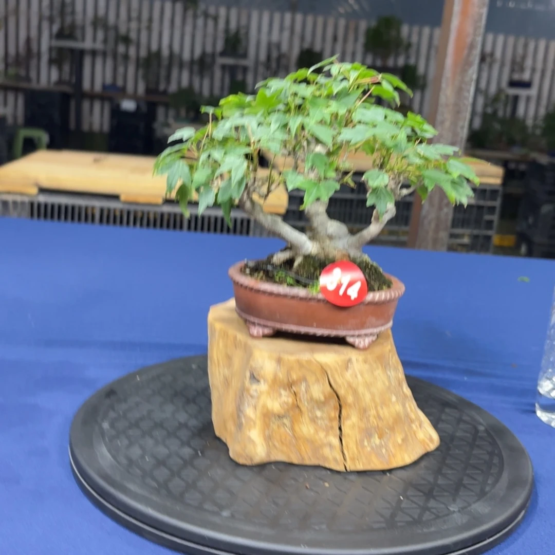 用****8大棚转让314号包邮