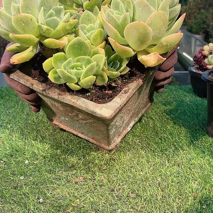 星娜塔老桩多肉盆栽