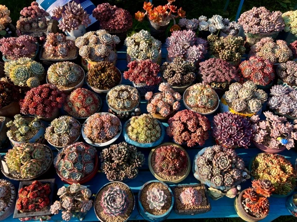 多肉植物一物一拍