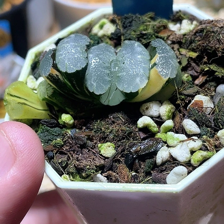 509虞姬玉扇锦特选福利