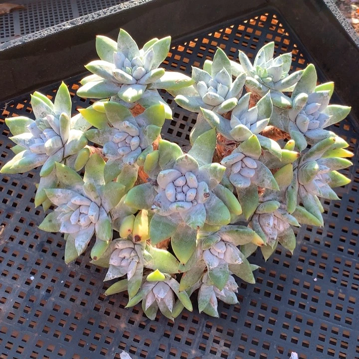 拇指杂，多肉植物