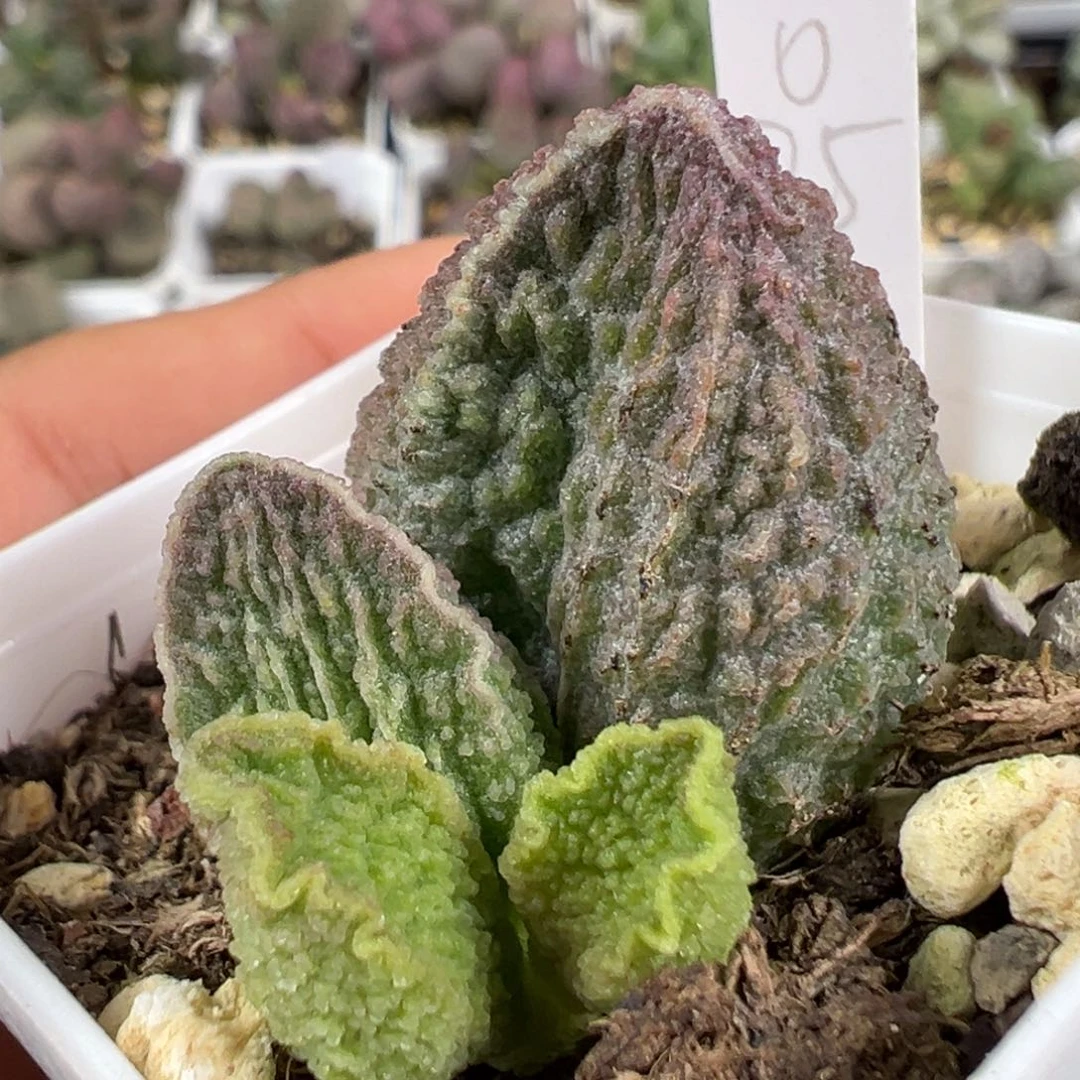 w胖叶型颗粒纹路款实生新品