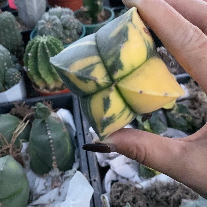 猫*?花花草草花花草草