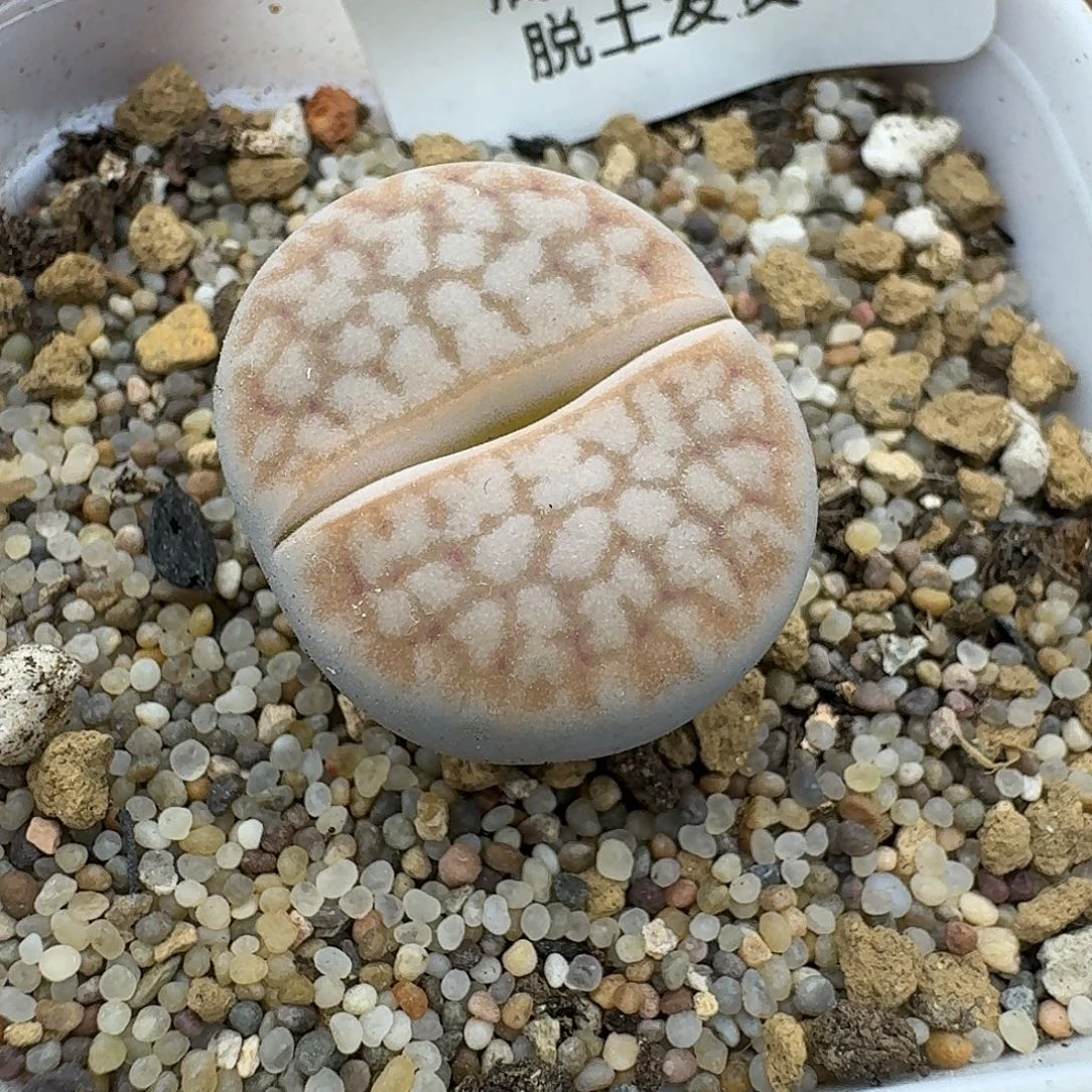 265浪汉玉哈哈哈哈哈哈哈