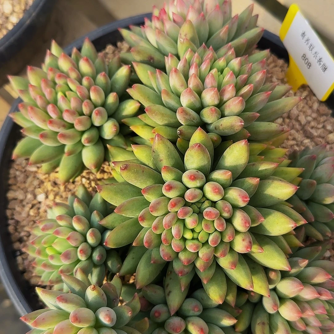 9***8爸爸的快快乐乐啦啦啦lea