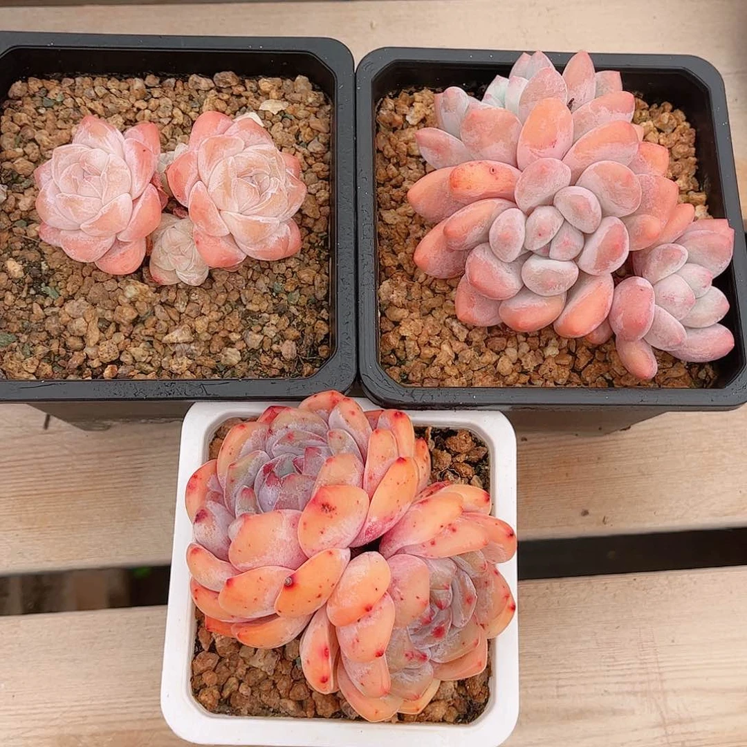 福利组合三颗一组多肉