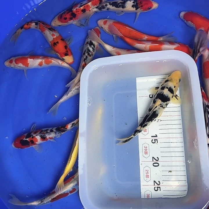 海水鱼锦鲤的尾巴和翅膀