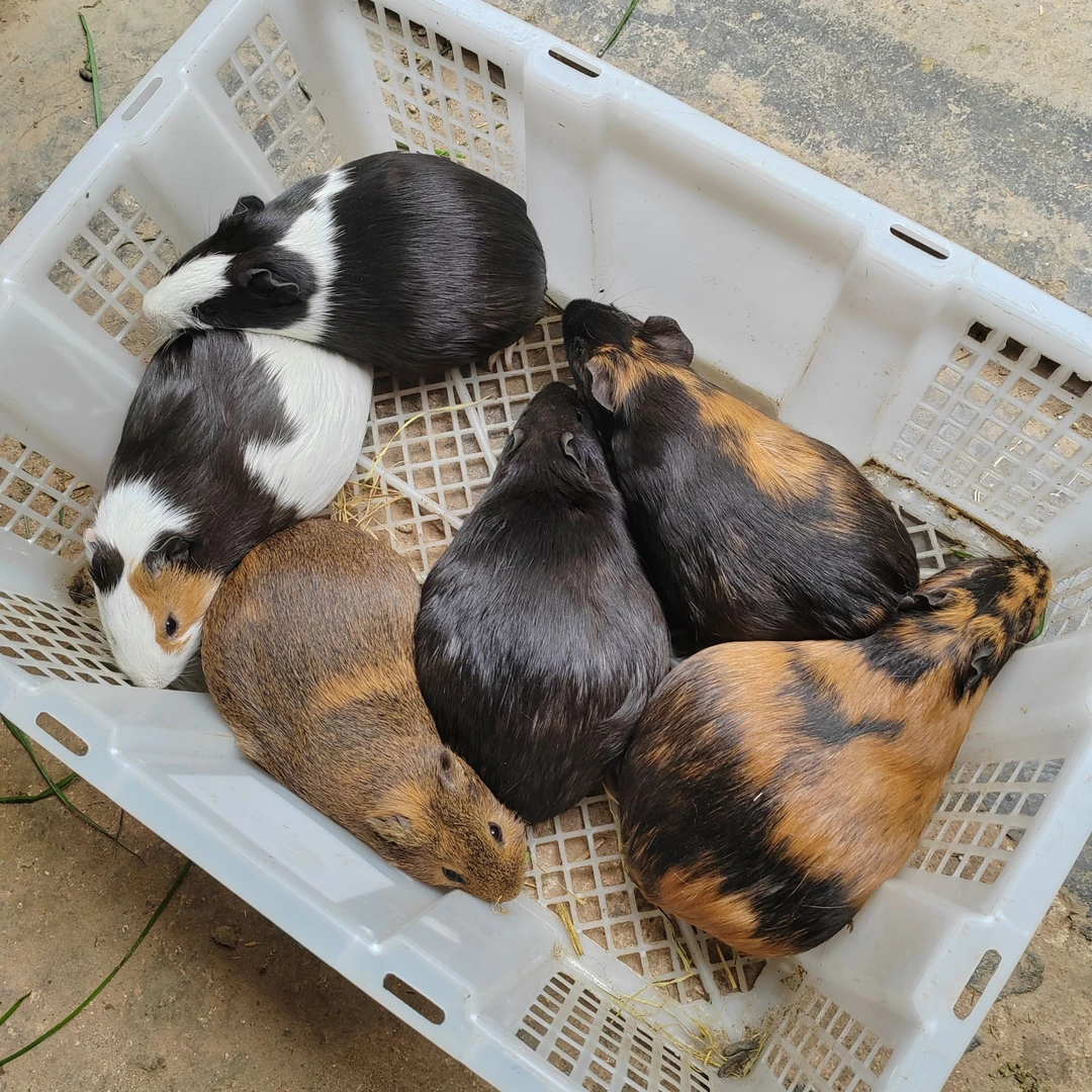 猪活体豚鼠天竺鼠黑豚鼠宠物自家繁殖健康可爱