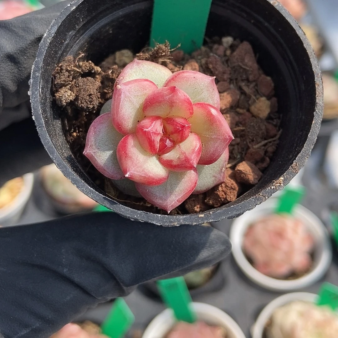 211  星宝精品多肉