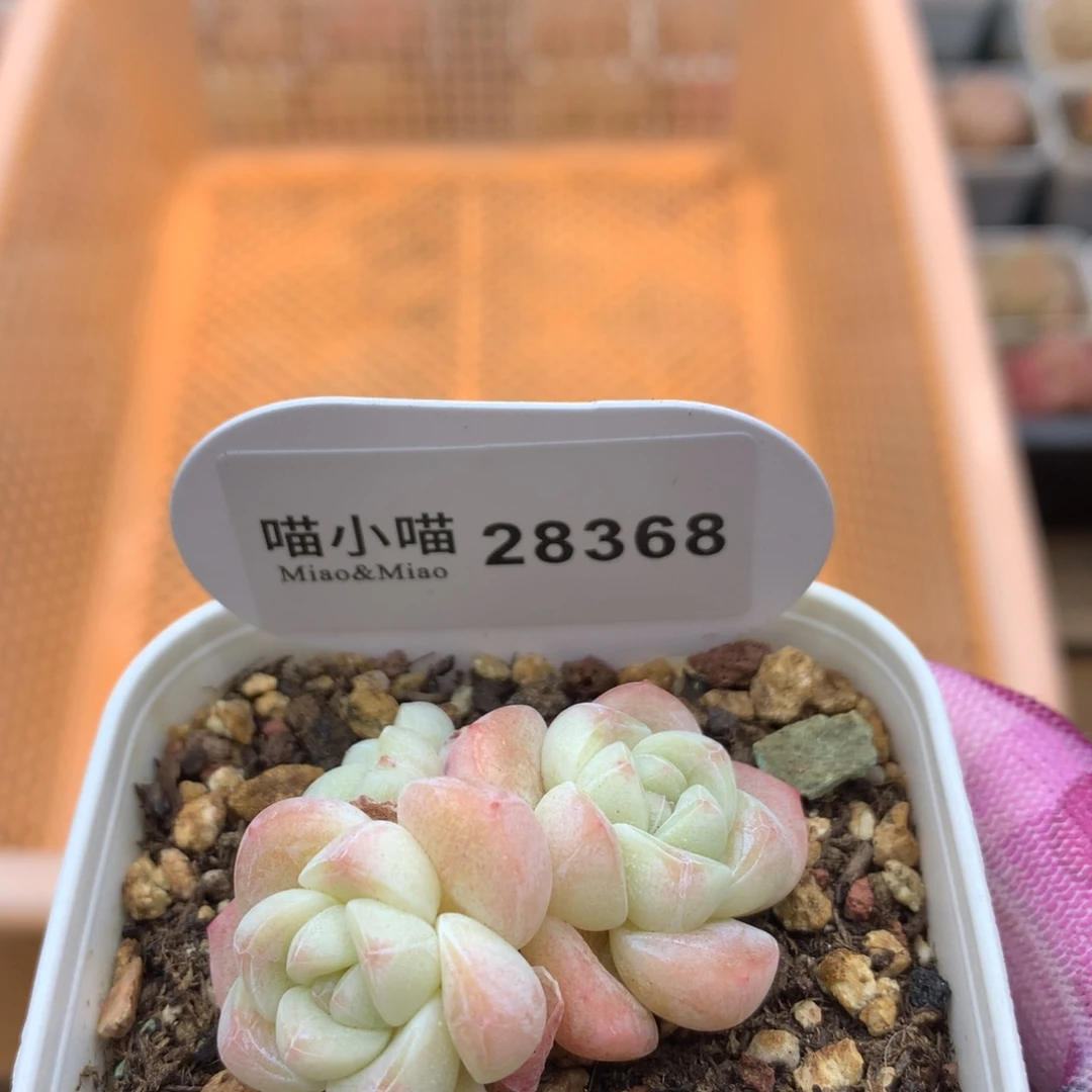 夜*舞多肉植物冰玉珍妮