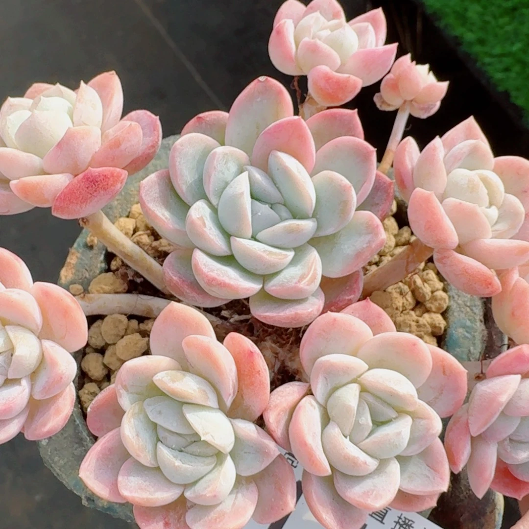 贝瑞冰玉      愿你一路坦途，乘风破浪展宏图