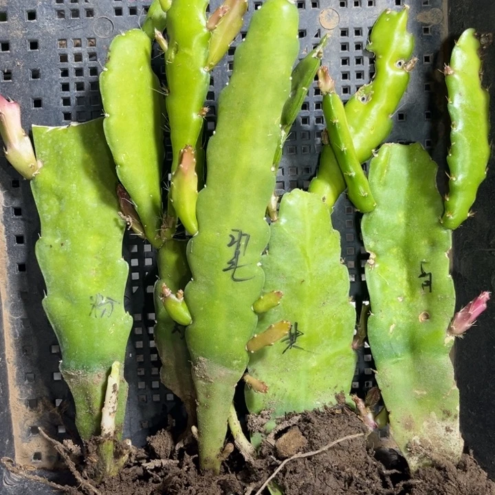 当前无花栽培后可以开花186