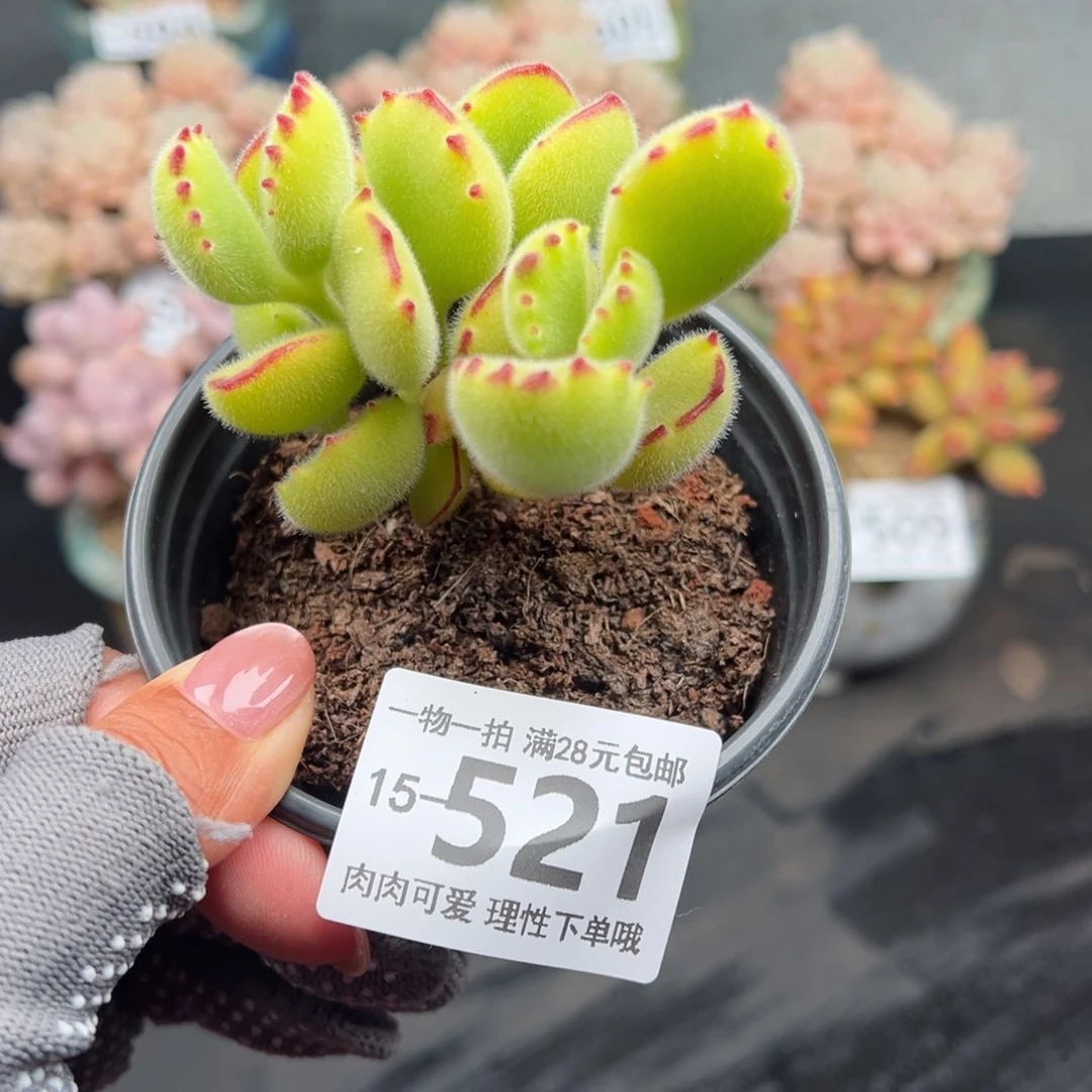 熊童子多肉多肉多肉多肉