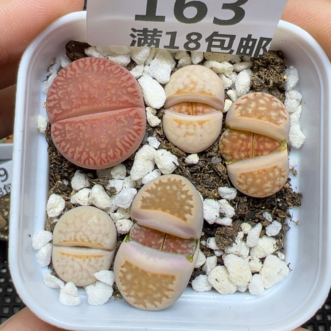 【闪购商品】163……