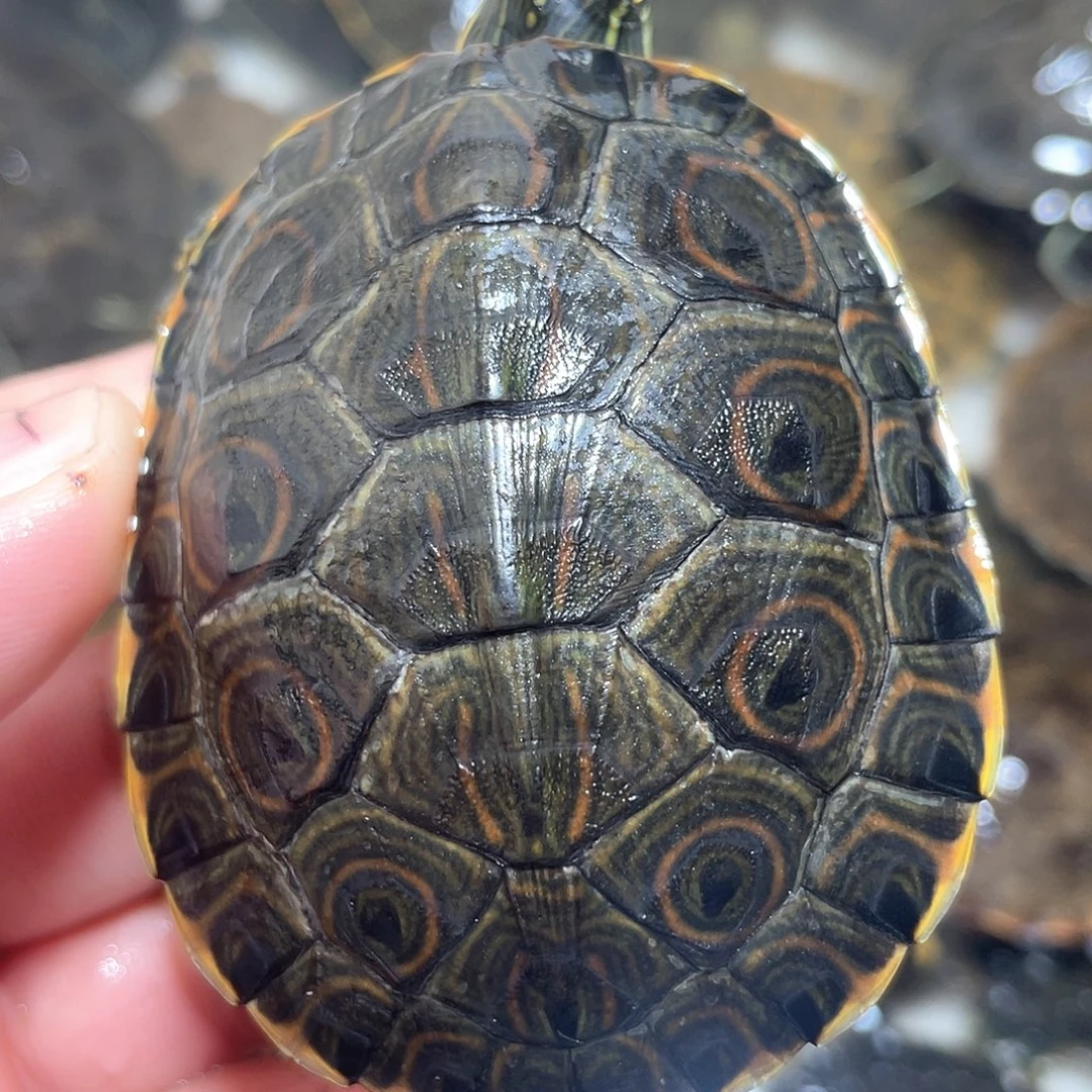 宠物龟不分公母大河6.7