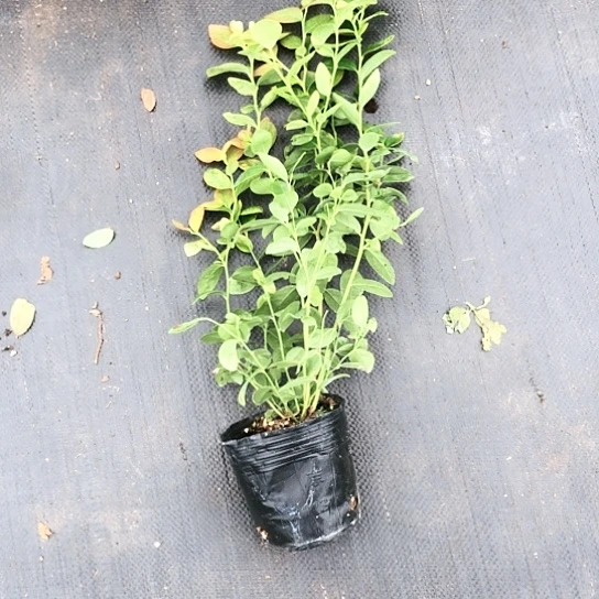 6蓝莓苗福利无售后