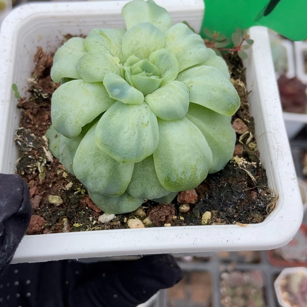 601泡泡纱多肉植物