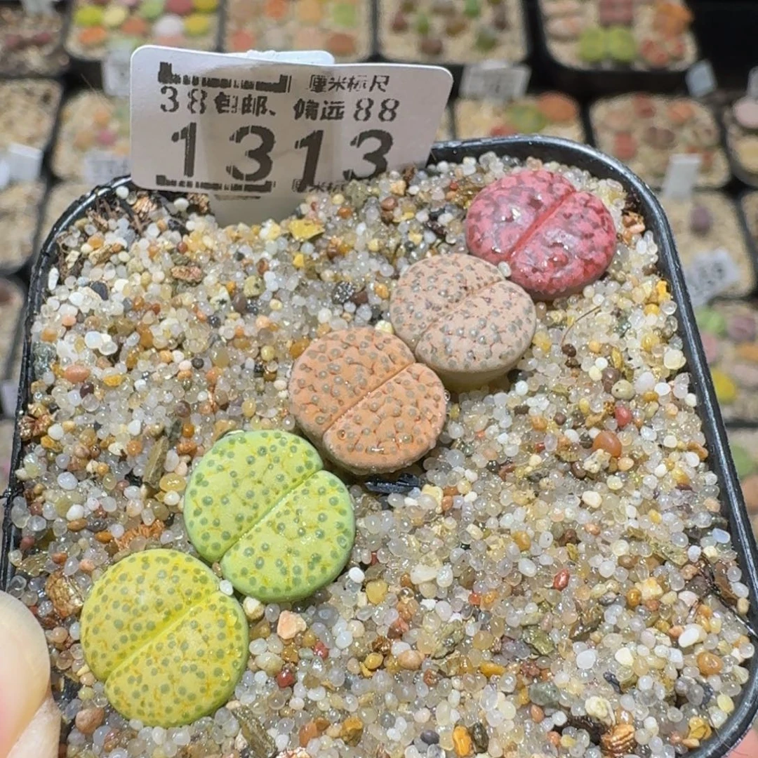 Sssss绝绝绝子生石花1313