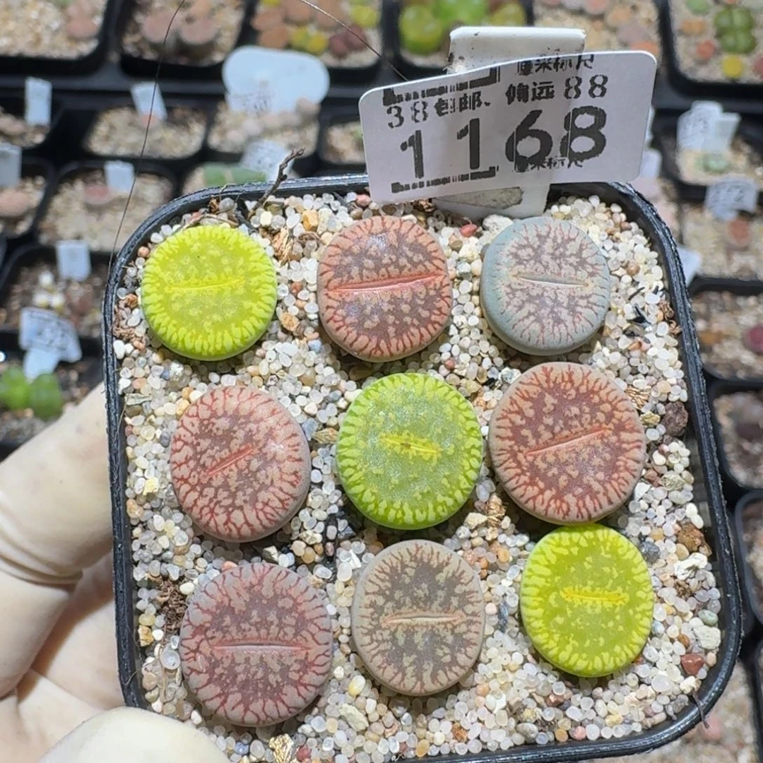 zzzz精品生石花1168