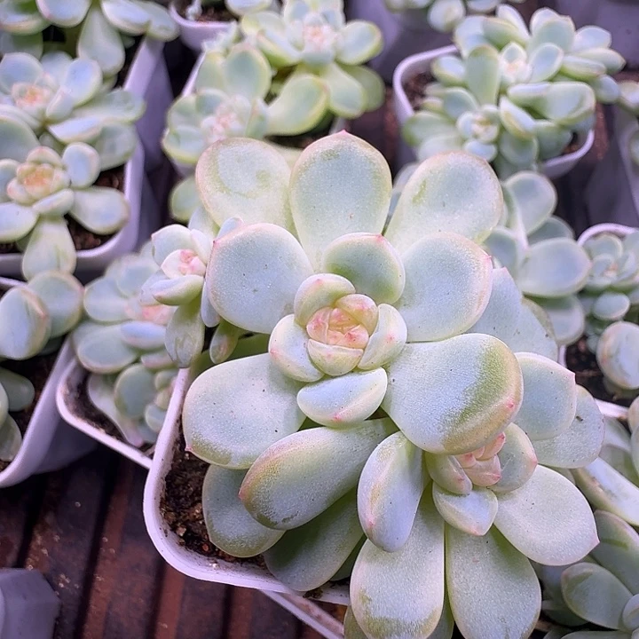 小鱼儿2909甜心群群福利