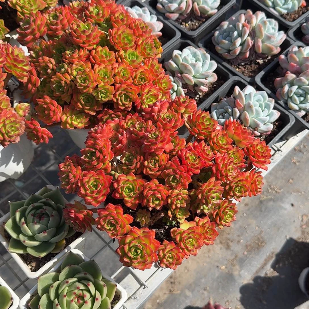 火焰抵押特大号多肉