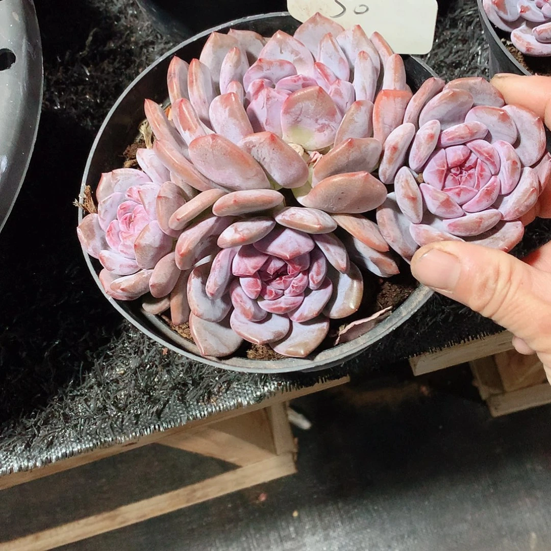 多肉植物多肉植物星影50号38