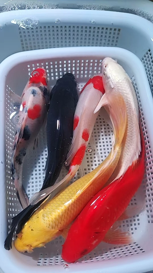 55【大六福】13-15cm 1三色1红白1红草1黄1白1黑 龙系混搭 观赏鱼