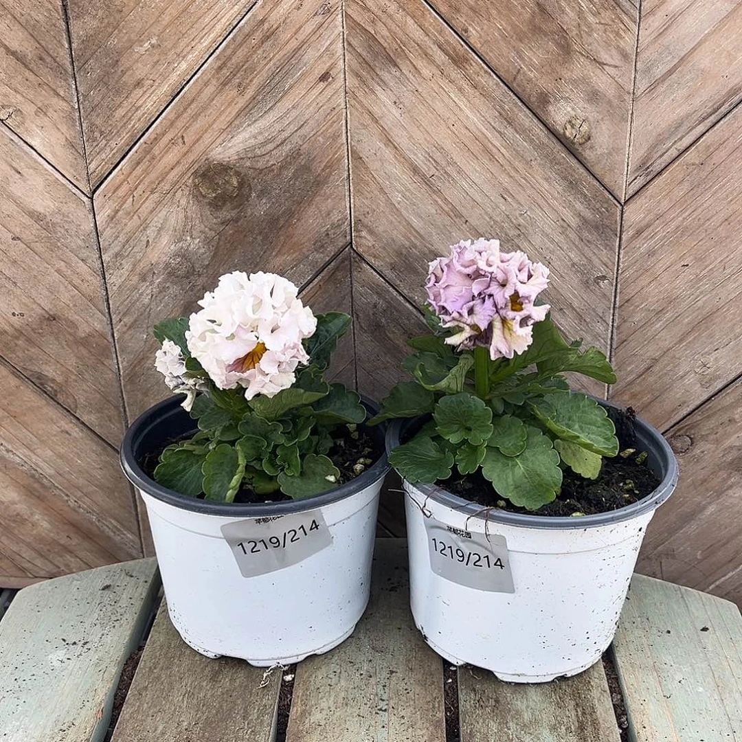 完全开放1219/214