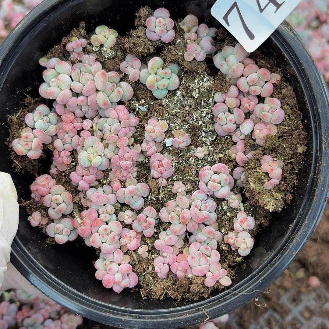 多肉植物多肉植物74