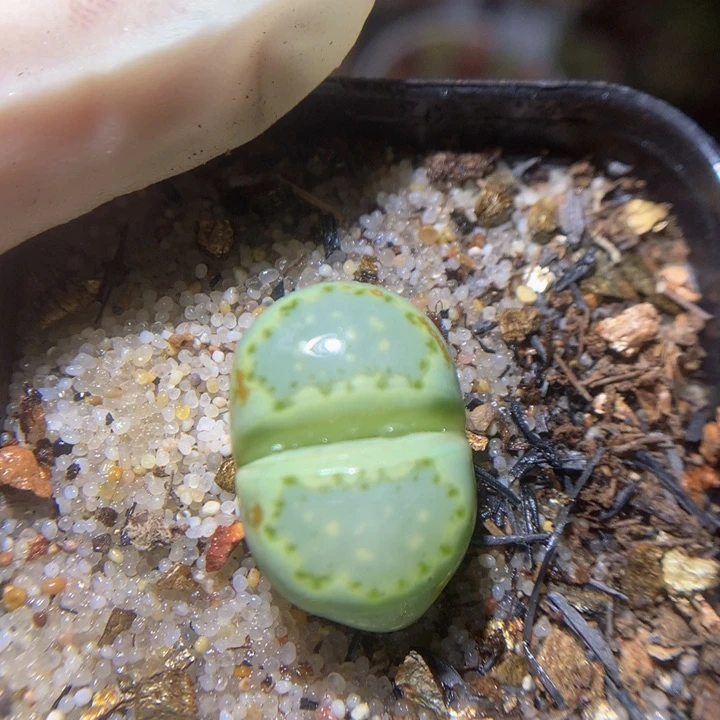 精品生石花217.45