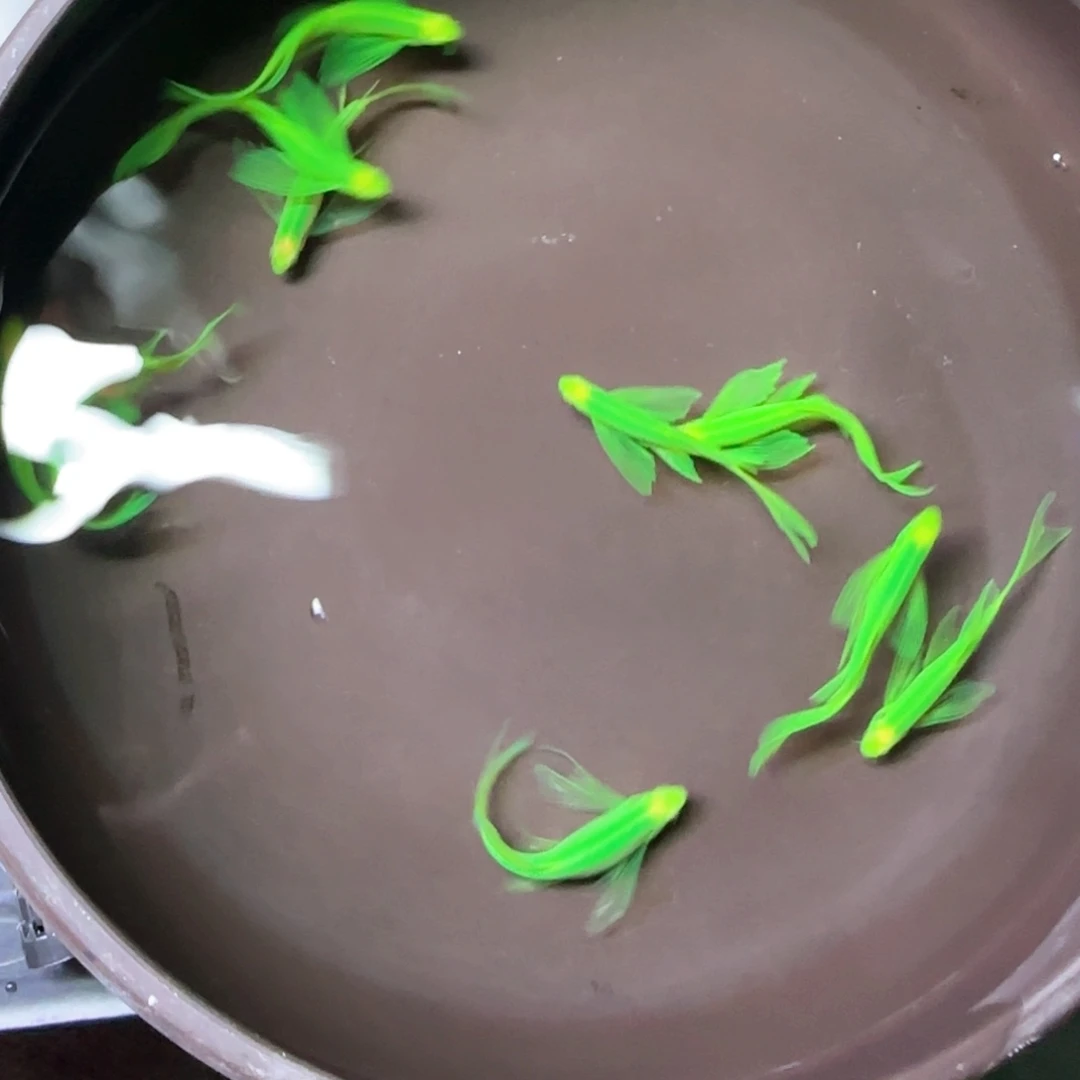 孔雀鱼绿翡翠蝶衣10条