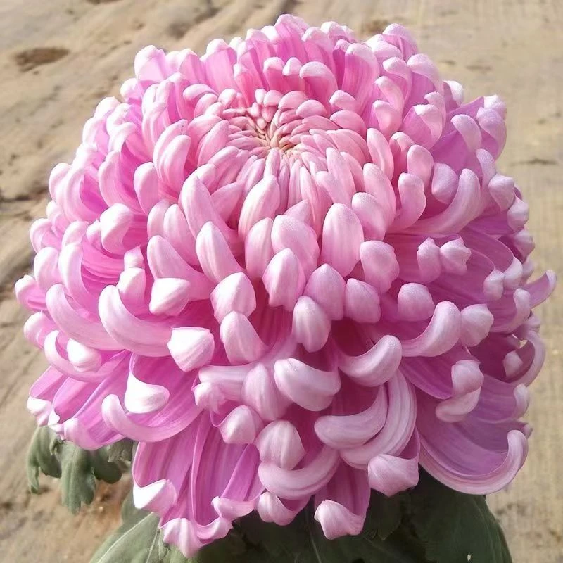 九月菊[粉国华]菊盆栽菊花大苗室内阳台花卉好养四季开花